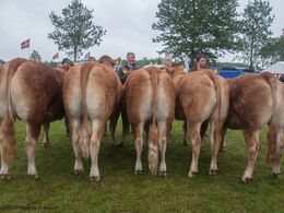 12,31 Kvier 27 - 30 mdr. Fløj (tv) til Bøgely Luca fra Bøgely Limousine v/ Tommy Jessing, Brørup
