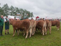 12,32 Køer under 3 år med kalv Fløj (tv) til Jezabel fra Hanne Christensen & Ejner Jensen, Hurup Thy