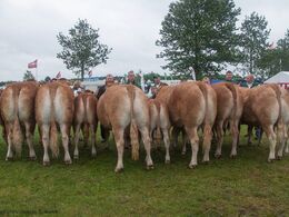 12,33 Køer 3 - 5 år med kalv Fløj (tv) Randers Juliane fra Kærsgaard Limousine v/Jesper Kragelund, Skørping