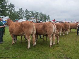 12,34 Køer over 5 år med kalv Fløj (tv) til Borre Hirse fra Egsgaard Limousine v/ Margit og Erik Egsgaard, Vorbasse