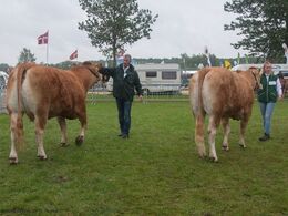 12,35 Køer 3 - 5 år uden kalv Fløj (tv) til Gandrup Hertha fra Sønderlund Limousine, Hals