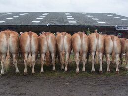 Bedste afkomsgruppe Afkom efter Eden blev bedste afkomsgruppe