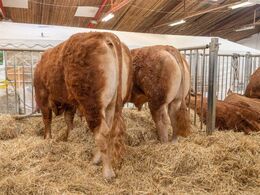 Auktionsdyr til beskuelse i tilstødende lokale før selve auktionen