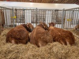 Auktionsdyrene lå behageligt i rigelige mængder halm og med måtter neden under