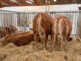 Auktionsdyrene stod på én lang række med passende antal gitteradskillelser imellem sig