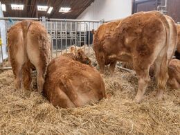 Auktionsdyrene havde også gitre foran sig, og man kunne også besigtige dyrene forfra