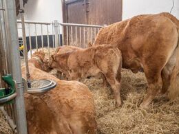 Lidt uorden i geledderne blandt køer med kalv ved siden