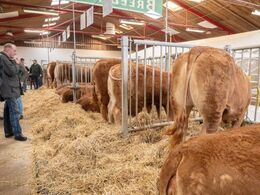 Rækken af auktionsdyr tog sig ud fra deres allerbedste side