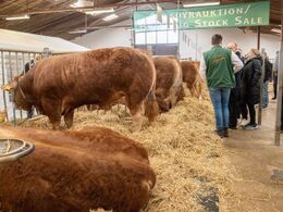 Rækken af auktionsdyr fra den modsatte ende