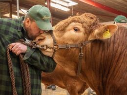 I kulissen ventede det første auktionsdyr med sin ejer og trækker