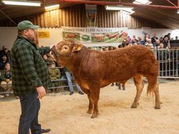 Første dyr i ringen var katalog nr. 8 – Løserupgård Sambo PP