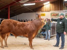 Løserupgård Sambo PP blev solgt for kr. 36.000,-