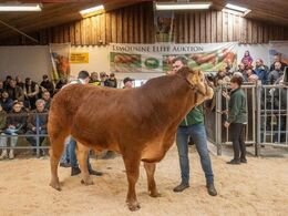 Andet dyr i ringen var katalog nr. 7 – Halvæble Tuborg PP