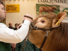 Halvæble Tuborg PP var vist nok auktionsdyret med de længste øjenvipper