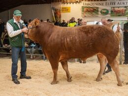 Tredje dyr i ringen var katalog nr. 10 – Engtoftegård Storebasse