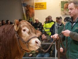 Fjerde dyr i ringen var katalog nr. 9 – Skovlund Saku P