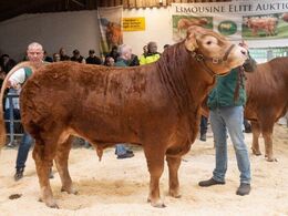 Skovlund Saku P blev solgt for kr. 37.000,- og blev dermed auktionens dyreste avlstyr