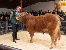 Femte dyr i ringen var katalog nr. 11 – Vejerslev Tejs