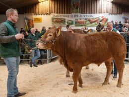 Sjette dyr i ringen var katalog nr. 12 – Skovlund Tarzan P