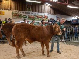 Skovlund Tarzan P blev solgt for kr. 23.000,-