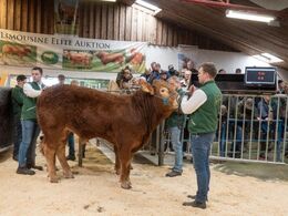 Syvende dyr i ringen var katalog nr. 13 – Skovlyst Terkel