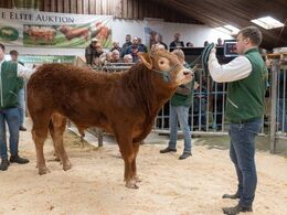 Skovlyst Terkel blev solgt for kr. 31.000,-