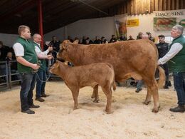 Ottende dyr i ringen var katalog nr. 2 – koen Mandarine, drægtig og med kalv ved siden