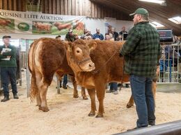 Niende dyr i ringen var katalog nr. 4 – Løserupgård Salli P – en drægtig kvie