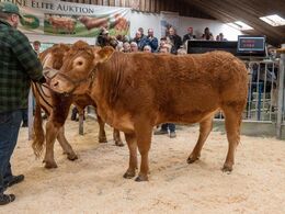 Løserupgård Salli P blev solgt for kr. 28.000,-