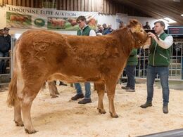 Tiende dyr i ringen var katalog nr. 3 – Vestergaards Rose P – en drægtig ko