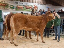 Vestergaards Rose P blev solgt for kr. 25.000,-