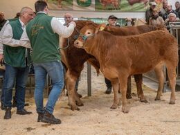 Dyr nummer elleve i ringen var katalog nr. 5 – Skovlyst Tove – en ung kvie, som blev solgt for kr. 23.000,-