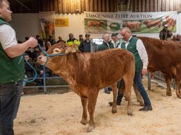 Dyr nummer tolv i ringen var katalog nr. 6 – Borre Tilde P – en ung kvie, som blev solgt for kr. 18.000,-