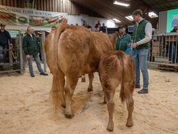 Trettende og sidste dyr i ringen var katalog nr. 1 – koen Elmely Nicolette, drægtig og med kalv ved siden. Sættet blev solgt for kr. 31.000,-