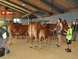 Auktionsdyrene også på plads – bundet til en foderhæk i den ene ende af hal Q.