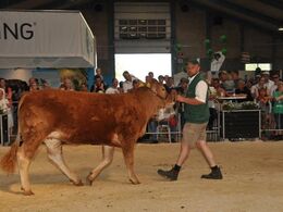 Første dyr i ringen var kvien Randers Kraka, som blev solgt til Rasmus Rasmussen
