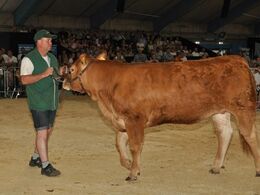 Herefter fulgte den homozygotisk pollede kvie Klegvanggård Kailee PP