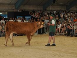 Der blev budt flittigt på Klegvanggård Kailee PP, som blev solgt til Ejvind Svejstrup