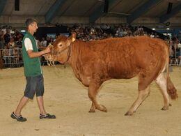 Kvien Refstrup Kirstine P blev solgt til Hans Toft Jensen