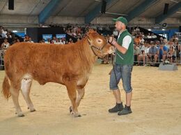 Nok en pollede kvie, nemlig Bøgely Kaiza P