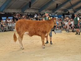 Bøgely Kaiza P blev solgt til Søren Laursen