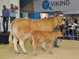 Koen Borre Eneuf med polled tyrekalv ved siden. I baggrunden til venstre ses Dansk Limousine Forenings sekretær Jørgen Skov Nielsen og auktionarius Jacob Ravn.