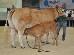 Eneuf’s kalv charmerede publikum ved at tage en tår mælk midt under selve auktionen.