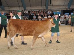 Desværre opnåede Engkjær Kythos P ikke ejers mindstepris og måtte derfor med hjem igen
