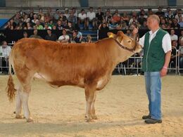 Kvien Lindegården Kiwi var til gengæld populær – hun blev solgt til Jeppe Storvang