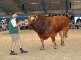 Imponerende Randers Gigolo fyldte godt i ringen
