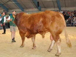 Randers Gigolo flot præsenteret af en koncentreret sælger