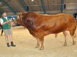 Randers Gigolo træt efter mange runder i ringen. Måtte desværre med hjem igen, da ejers mindstepris ikke blev budt.