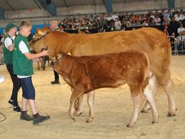 Den drægtige ko Hannesminde Gina P med kalven Luna ved siden udgjorde en ægte ”tre-i-en”, som blev solgt til Jesper Frost