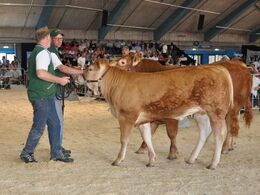 Rosinen i pølseende var kvien Enggård pollet Kira, som desværre ikke opnåede ejers mindstepris.